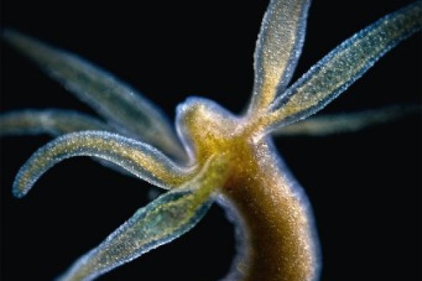 Kraken darknet зеркала