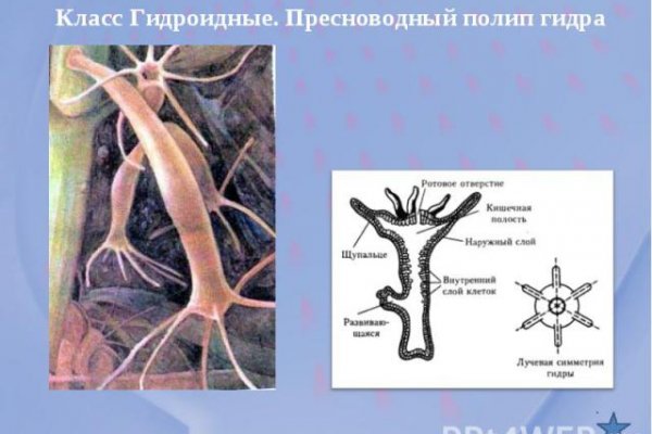 Кракен сайт в тор браузере ссылка