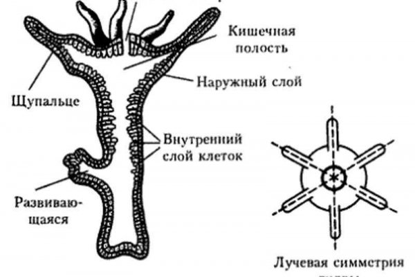 Не входит в кракен пользователь не найден