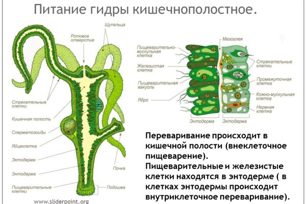 Кракен точка