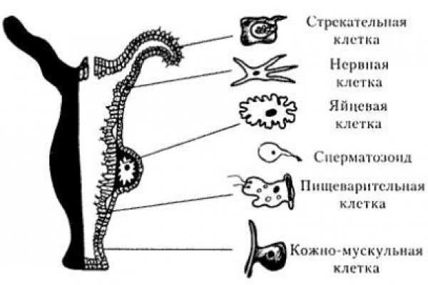 Мега кракен