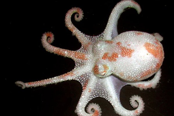 Кракен сайт магазин kraken clear com
